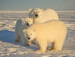 Close-up of Polar Bear